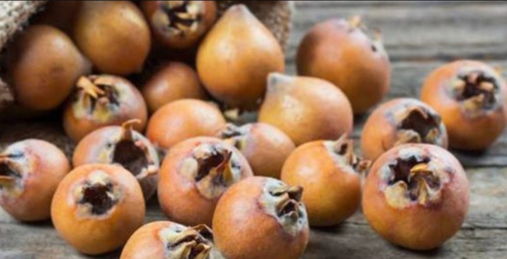 آغاز برداشت ازگیل از ۵۶۰ هکتار از باغ‌های گیلان