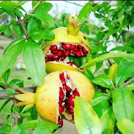 نوبرانه انار ترش و شیرین، طعم پاییز در دل دانه ها